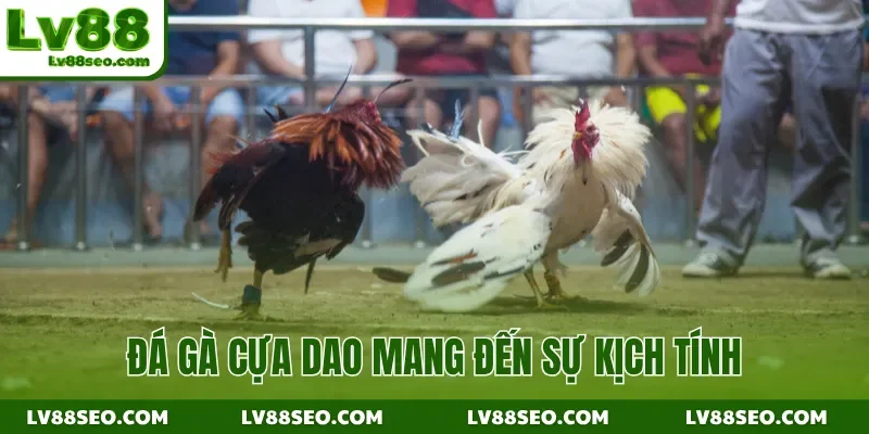 Đá gà cựa dao mang đến sự kịch tính